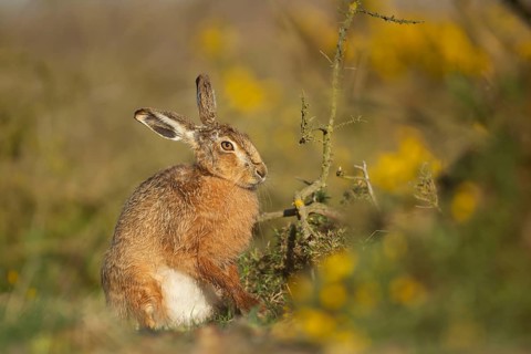 European brown hare (Lepus europaeus) adult animal in grassland next to a Gorse bush, England,