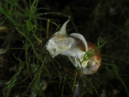 A river cover snail, Viviparus viviparus, moving on aquatic plants, Wildsau dive site, Berlingen,