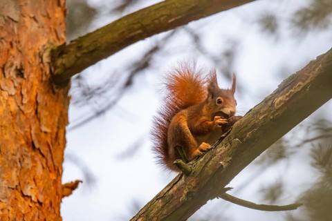 Squirrel (Sciurus vulgaris) sitting on a branch and holding a walnut in its paws, Baden-Württemberg