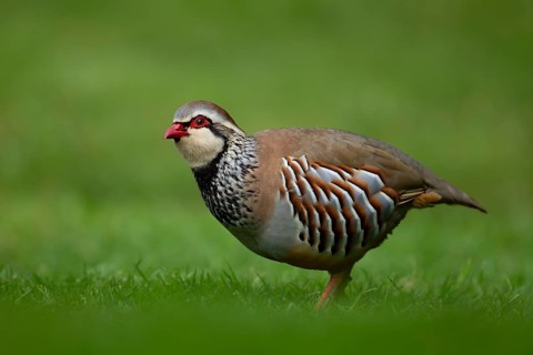 Red legged or French partridge (Alectoris rufa) adult bird on an urban garden grass lawn, England,