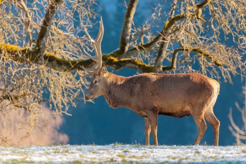 A red deer stag (Cervus elaphus) stands in the first light of day on a meadow covered in hoar frost