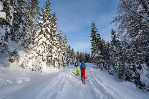 Two ski tourers in a snowy forest, ascent to Simetsberg, Estergebirge, Bavarian Prealps, Bavaria