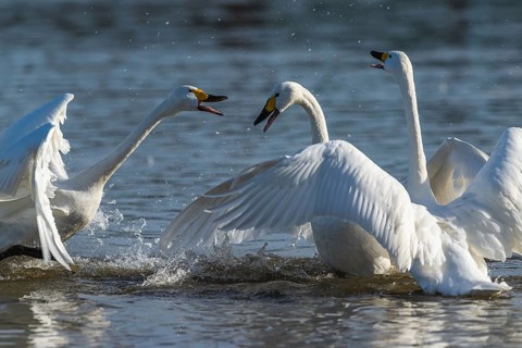 Tundra Swan, Bewick's Swan, Cygnus columbianus, birds in fight at winter in Slimbridge, England,