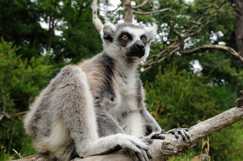 Catta (Lemur catta), wide-angle photo on a branch, captive