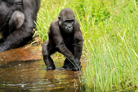 Western gorilla (Gorilla gorilla), young animal, at the water, splashing, playing, discovering