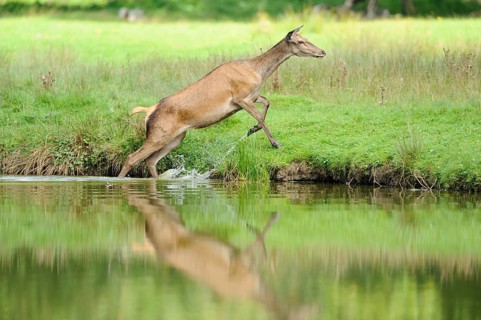Red deer (Cervus elaphus) jumping out of the water onto the meadow, Bavaria