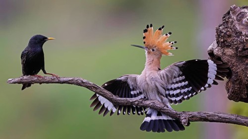 Hoopoe (Upupa epops) Bird of the Year 2022, defends breeding cavity against starling (Sturnus