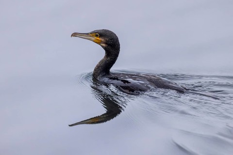 A cormorant swims calmly through the water, its reflection can be seen below, Cormorant,