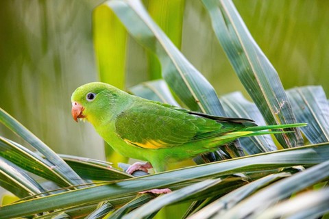 Yellow-winged Parakeet (Brotogeris chiriri) Pantanal Brazil