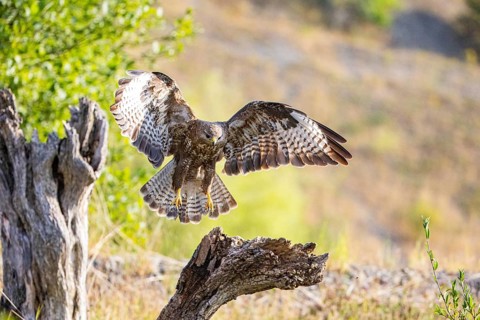 Common buzzard (Buteo buteo) Germany