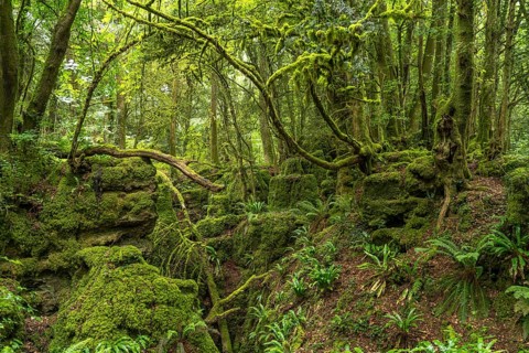 Forest of Dean, Gloucestershire, England, Great Britain