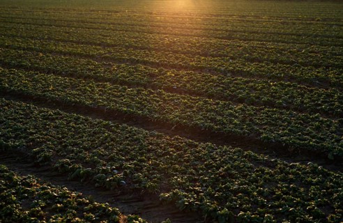Agriculture cultivation of field lettuce, lamb's lettuce, on field, winter field, vegetables,