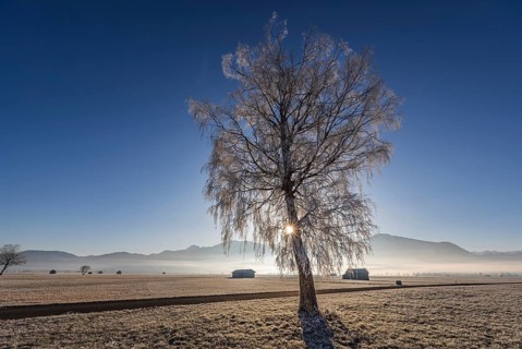 Tree, birch, hoarfrost, sunbeams, fog, path, backlight, sunny, mountain landscape, winter,