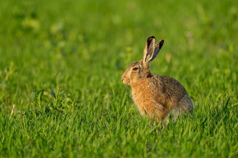 European hare (Lepus europaeus), Texel, province of North Holland, Netherlands