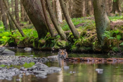One young female Siberian Tiger, Panthera tigris altaica, lying resting in the cool fresh water of