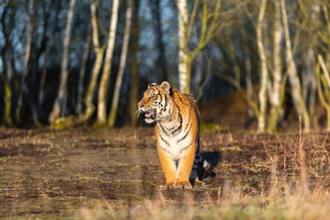 One young female Siberian Tiger, Panthera tigris altaica, running thru a birch tree forest. Early