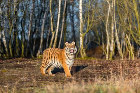 One young female Siberian Tiger, Panthera tigris altaica, running thru a birch tree forest. Early
