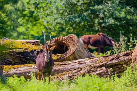 A male Sable antelope, Hippotragus niger stands on a hilly green meadow at a forest edge