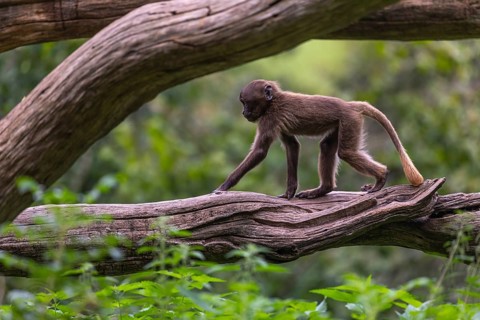 One baby Gelada (Theropithecus gelada), or bleeding-heart monkey balancing on a log. A green forest