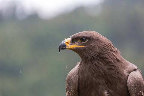 Portrait of immature Aquila nipalensis, steppe eagle, in late light with green background