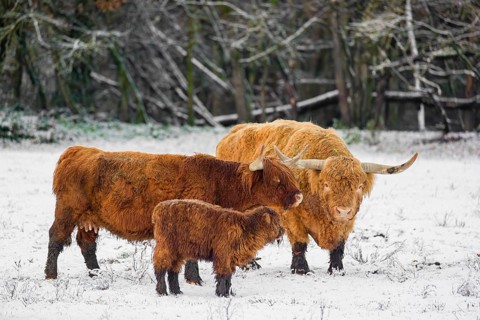 A family of Highland cattle (Bos primigenius), a bull, a cow and a calf are standing at the edge of