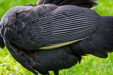 Crested Guineafowl (Guttera pucherani), a detailed study of the plumage of an adult male bird,