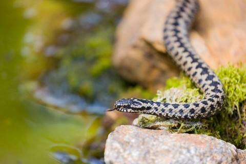 One Vipera berus, the common European adder or common European viper, creeps over moss and rocks