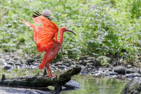 A scarlet ibis (Eudocimus ruber) stands on the riverbank and flaps its wings in the beautiful