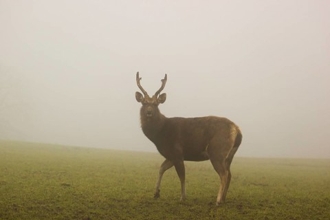 A Sambar stag (Rusa unicolor), stands on a meadow in dense fog