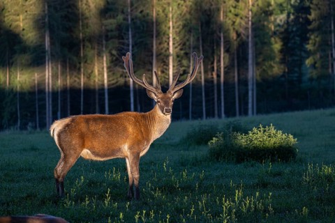 One Altai maral stag, Altai wapiti or Altai elk (Cervus canadensis sibiricus) standing on a meadow