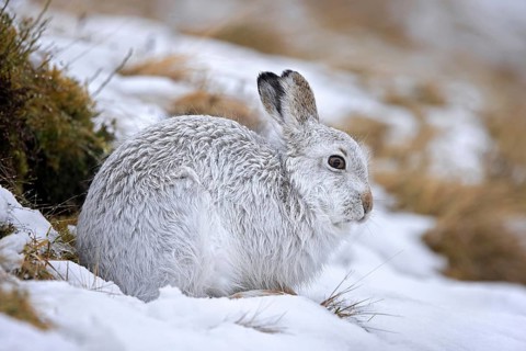 Mountain hare, alpine hare, snow hare (Lepus timidus) in white winter pelage resting in the hills