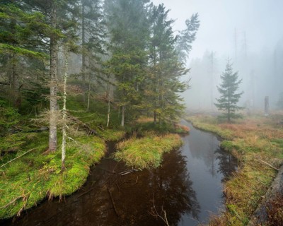 Swampy forest with stream at the Großer Arbersee in the fog, Bavarian Forest, Lower Bavaria,