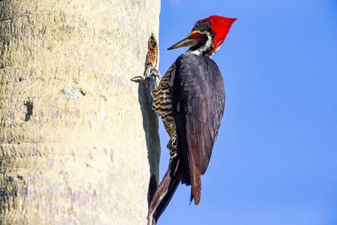 Lineated woodpecker (Dryocopus lineatus) Pantanal Brazil