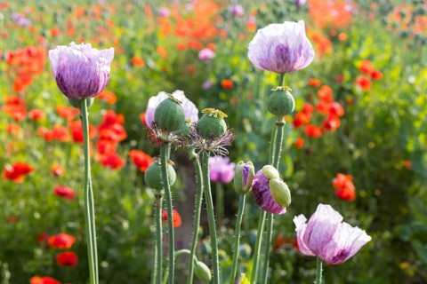Blue poppy (Papaver somniferum) in a field near Callenberg, Saxony, Germany, Europe