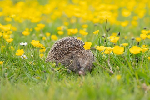 European hedgehog (Erinaceus europaeus) adult animal in a spring time meadow with flowering