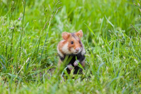 A European hamster (Cricetus cricetus), Eurasian hamster, black-bellied hamster or common hamster,