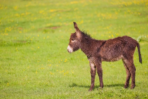 A mixed breed donkey foal stands in a meadow and stretches itself