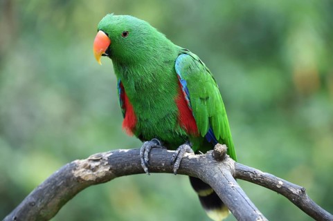 Noble parrot, (Eclectus) in Marlow Bird Park, Mecklenburg-Western Pomerania, Germany, Europe