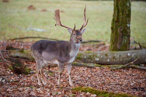 Fallow deer (Dama dama), deer standing elegantly in autumn forest with leaves on the ground,