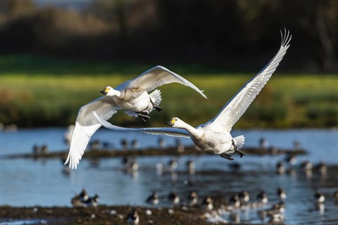Tundra Swan, Bewick's Swan, Cygnus columbianus in flight at winter in Slimbridge, England, United