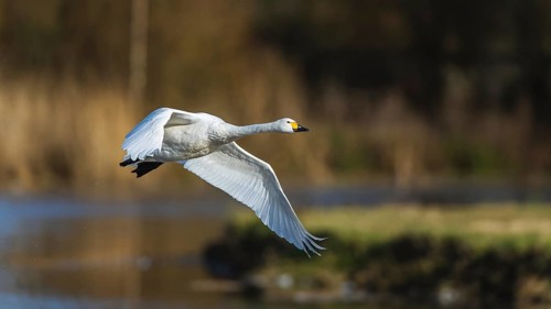 Tundra Swan, Bewick's Swan, Cygnus columbianus in flight at winter in Slimbridge, England, United