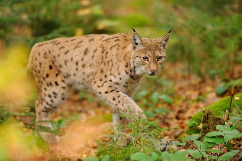 A lynx sneaks through the forest, its eyes full of curiosity in the quiet forest environment,