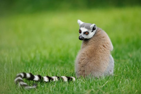 A lemur sits in the grass and looks curiously over its shoulder, Ring-tailed Lemur (Lemur catta),
