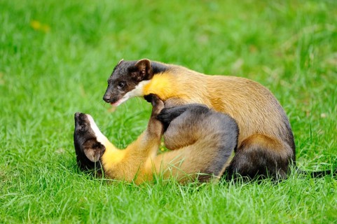 Two playful martens in a meadow, one lying on its back, coloured martens, Charsas (Martes