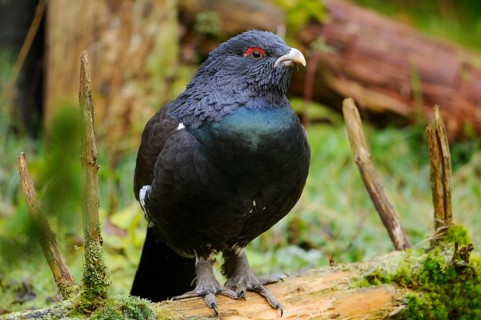 A dark capercaillie with red eyes sitting on a piece of wood in the forest, Capercaillie (Tetrao