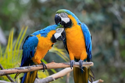 Yellow-breasted Macaw (Ara ararauna), adult, perch, pair, social behaviour, plumage care, South