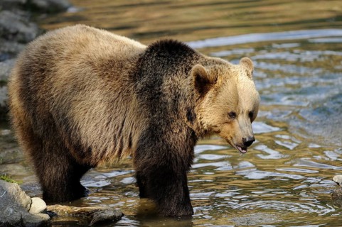 Garden tiger moth standing in a river with an alert expression on its face, Eurasian brown bear