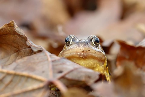 Common frog (Rana temporaria) adult amphibian on a pile of fallen autumn leaves in a garden,