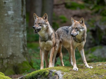 Wolves (Canis lupus) stand on a moss-covered, a wolf bares its teeth, captive, Bavarian Forest