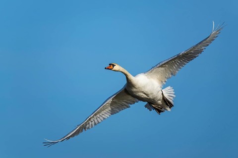 Mute Swan, Cygnus olor, bird in flight over winter marshes